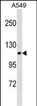 WB - KIT Antibody (Center Y547) AP18890c